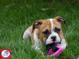 Chiots m&acirc;les Bulldog Continental LOF &agrave; vendre