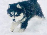 Vente d’un chiot Husky Sibérien noir et blanc femelle (non LOF)