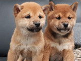 4 chiots fauves Shiba Inu (LOF) disponibles