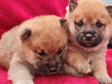 4 chiots fauves Shiba Inu (LOF) disponibles