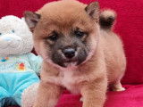 4 chiots fauves Shiba Inu (LOF) disponibles