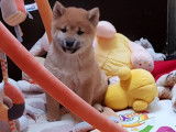 4 chiots fauves Shiba Inu (LOF) disponibles
