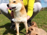 4 chiots fauves Shiba Inu (LOF) disponibles