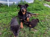 Réservation de 8 chiots Beauceron bicolores (LOF)