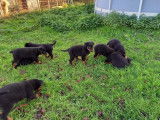 Réservation de 8 chiots Beauceron bicolores (LOF)