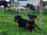 Réservation de 8 chiots Beauceron bicolores (LOF)