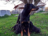 Réservation de 8 chiots Beauceron bicolores (LOF)