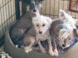 3 chiens Chinois Nu (non LOF) en vente