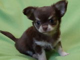 Un chiot Chihuahua femelle poil long (non LOF) en vente