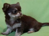 Un chiot Chihuahua femelle poil long (non LOF) en vente