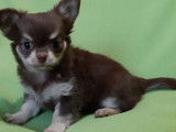 Un chiot Chihuahua femelle poil long (non LOF) en vente