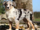 Un chiot Berger Américain Miniature mâle bleu merle (LOF)