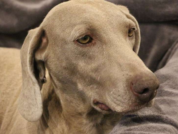 Une chienne Braque de Weimar de 5 ans (LOF) à recueillir