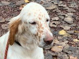 Un chiot mâle Setter Anglais lemon non LOF disponible de suite