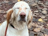 Un chiot mâle Setter Anglais lemon non LOF disponible de suite
