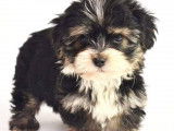 3 chiots Morkie bicolores (non LOF) à vendre