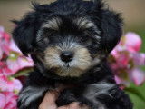 3 chiots Morkie bicolores (non LOF) à vendre
