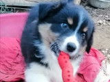 Disponibilit&eacute; de 2 chiots m&acirc;les Berger Australien (LOF)