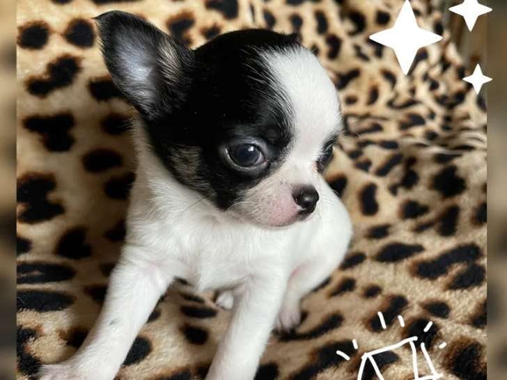 À réserver d’un chiot Chihuahua mini blanc et noir (d’octobre 2021) non LOF