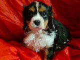À vendre, chiots Cavalier King Charles tricolores mâles non LOF