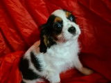 À vendre, chiots Cavalier King Charles tricolores mâles non LOF