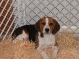 Vente d’un chiot Beagle mâle tricolore LOF