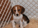 Vente d’un chiot Beagle mâle tricolore LOF