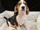 Vente de 2 mâles/1 femelle Beagle non LOF