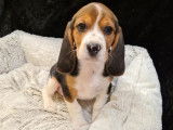 Vente de 2 mâles/1 femelle Beagle non LOF