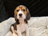 Vente de 2 mâles/1 femelle Beagle non LOF