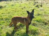 Vente d’un chien mâle Berger Belge Malinois fauve de 3 ans, LOF
