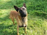 Vente d’un chien mâle Berger Belge Malinois fauve de 3 ans, LOF