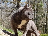 Saillie avec un chien Bouledogue Fran&ccedil;ais bleu non LOF