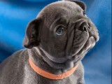 Saillie avec un chien Bouledogue Fran&ccedil;ais bleu non LOF