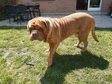 Dogue de Bordeaux mâle de 6 ans à donner