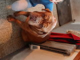 Dogue de Bordeaux mâle de 6 ans à donner