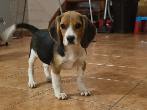 Chiot Beagle femelle tricolore LOF disponible à la vente