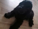 Chiot Cocker Anglais à vendre, mâle noir non LOF