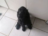 Chiot Cocker Anglais à vendre, mâle noir non LOF