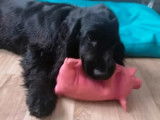 Chiot Cocker Anglais à vendre, mâle noir non LOF