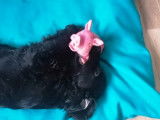 Chiot Cocker Anglais à vendre, mâle noir non LOF