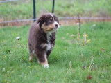Chiot Berger Australien femelle LOF tricolore à vendre
