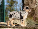 En vente, chiot Berger Américain Miniature femelle bleu merle LOF