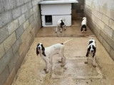 Vente de 5 chiots Gascon Saintongeois non LOF