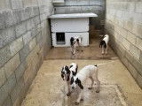 Vente de 5 chiots Gascon Saintongeois non LOF