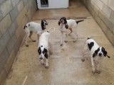 Vente de 5 chiots Gascon Saintongeois non LOF