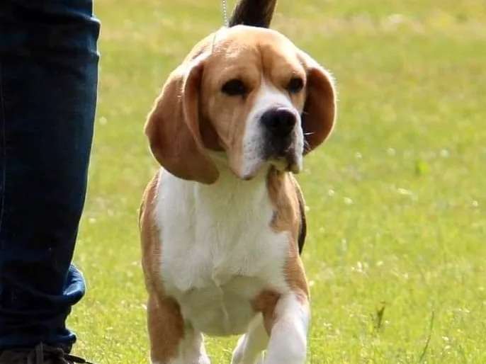 Mâle adulte Beagle tricolore LOF disponible pour saillie