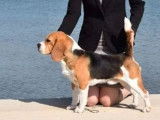 Mâle adulte Beagle tricolore LOF disponible pour saillie