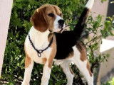 Mâle adulte Beagle tricolore LOF disponible pour saillie