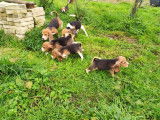 Chiots &agrave; vendre, 3 m&acirc;les/4 femelles tricolores Beagle LOF